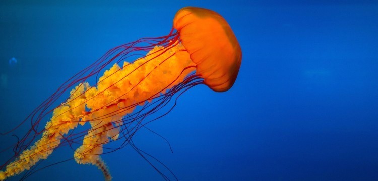 Alarm an der Ostsee - Zahlreiche Verletzte durch Feuerquallen