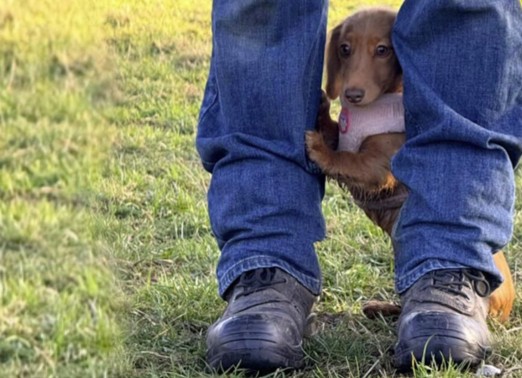 Dackelwelpe besucht zum ersten Mal den Hundepark - ihre Reaktion lässt Herzen schmelzen!