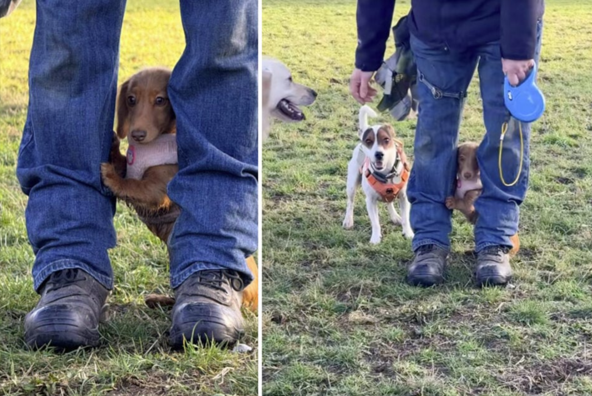 Dackelwelpe besucht zum ersten Mal den Hundepark - ihre Reaktion erweicht Herzen!